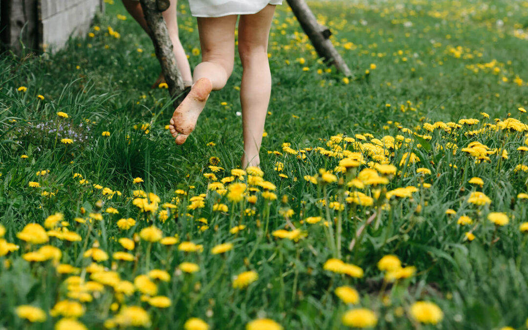 Meet the Dandelion: Englisch lernen im Reich des Löwenzahns! (5 – 14 Jahre)